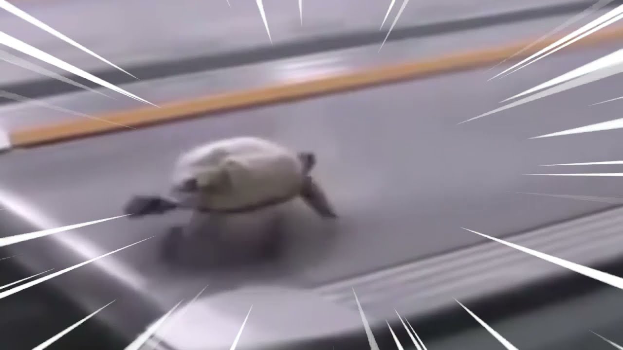 Turtle Gas Gas Gas Meme