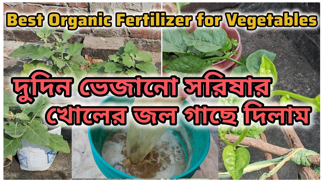 দুদিন ভেজানো  সরিষার খোল ব্যবহার করার সঠিক পদ্ধতি | Best Organic Fertilizer for Vegetables | Vlog 