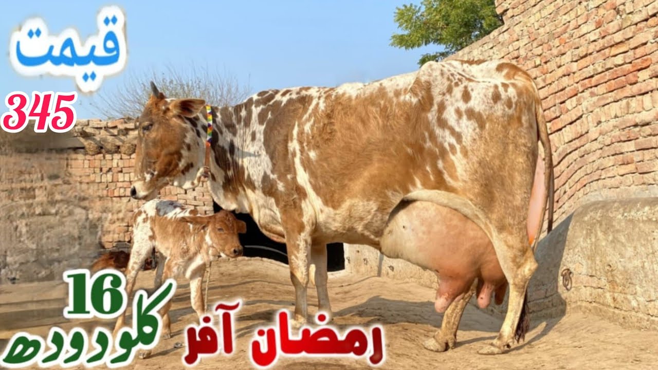 پیورچولستانی تازہ سوئی گائے سیل آن پاکستان یوٹیوب 03051845466..=21.2.2026