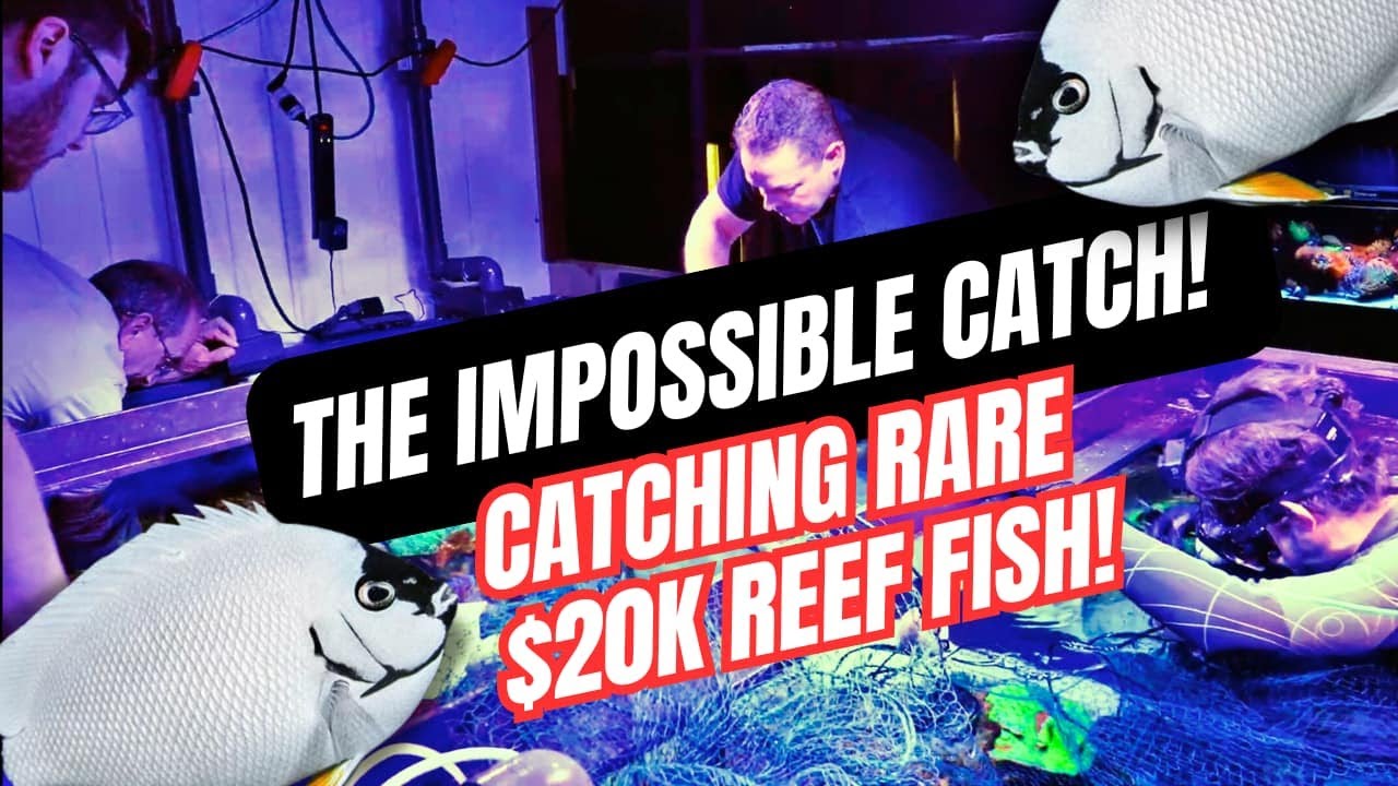 Emergency Rescue: Saving a $20,000 Fish from a Giant Reef Tank!
