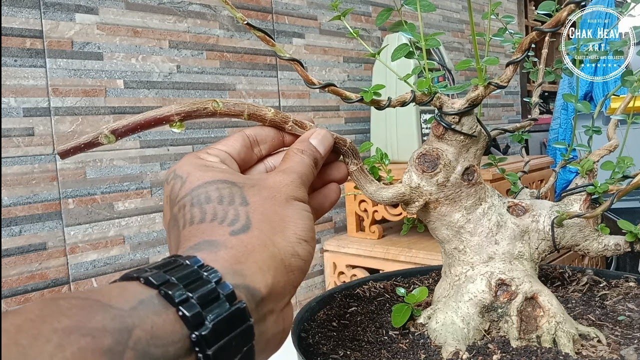 cara gampang sisip pohon sancang..!