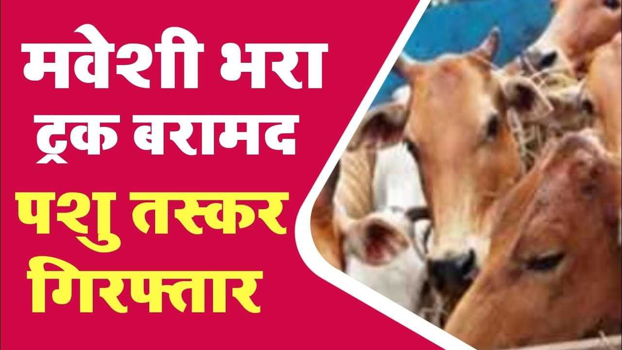 Mohania : मवेशियों से भरा ट्रक बरामद तीन पशु तस्कर गिरफ्तार । Kaimur News