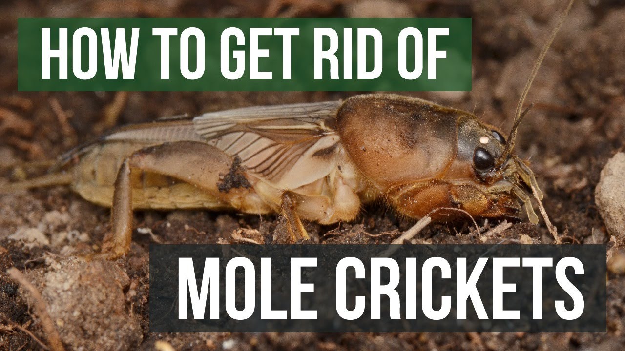 How to Get Rid of Mole Crickets (4 Easy Steps)
