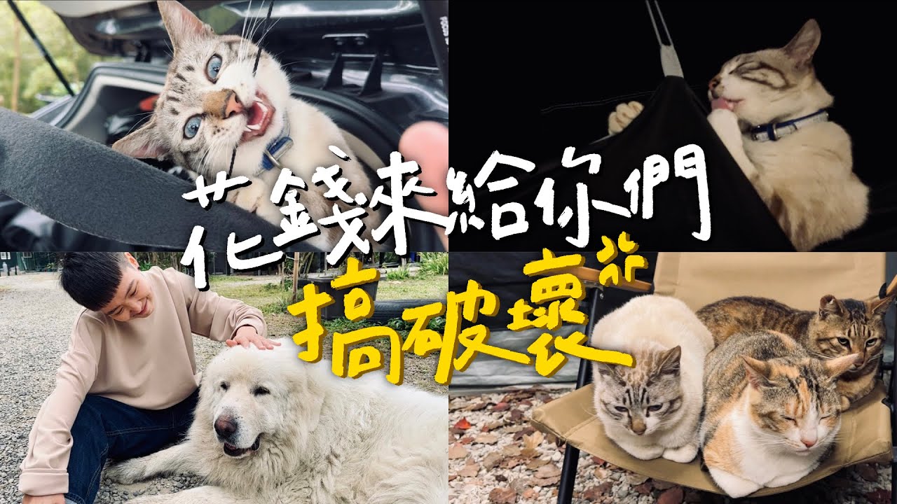 【跟4隻貓咪一起露營會發生什麼事🐈】｜壘薩露營區⛺️｜