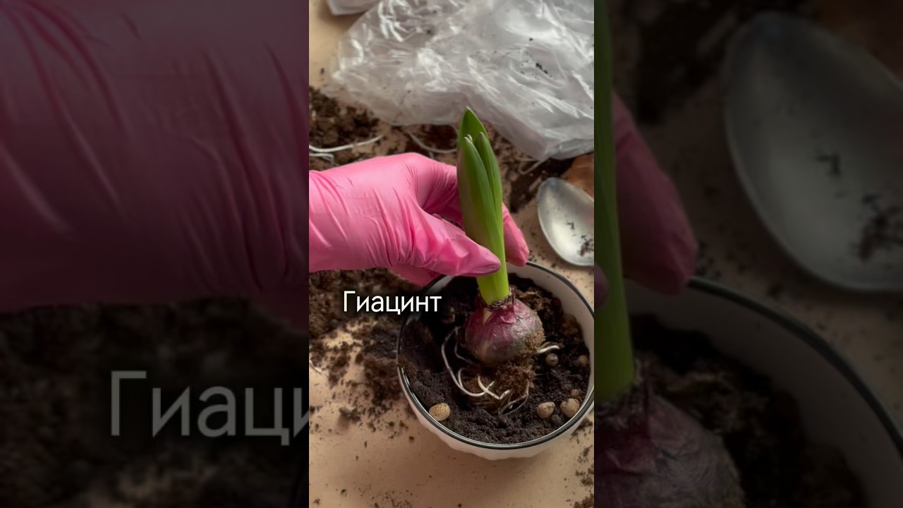 Сажаю гиацинты🌸 #гиацинт #весна#творчество #флористика
