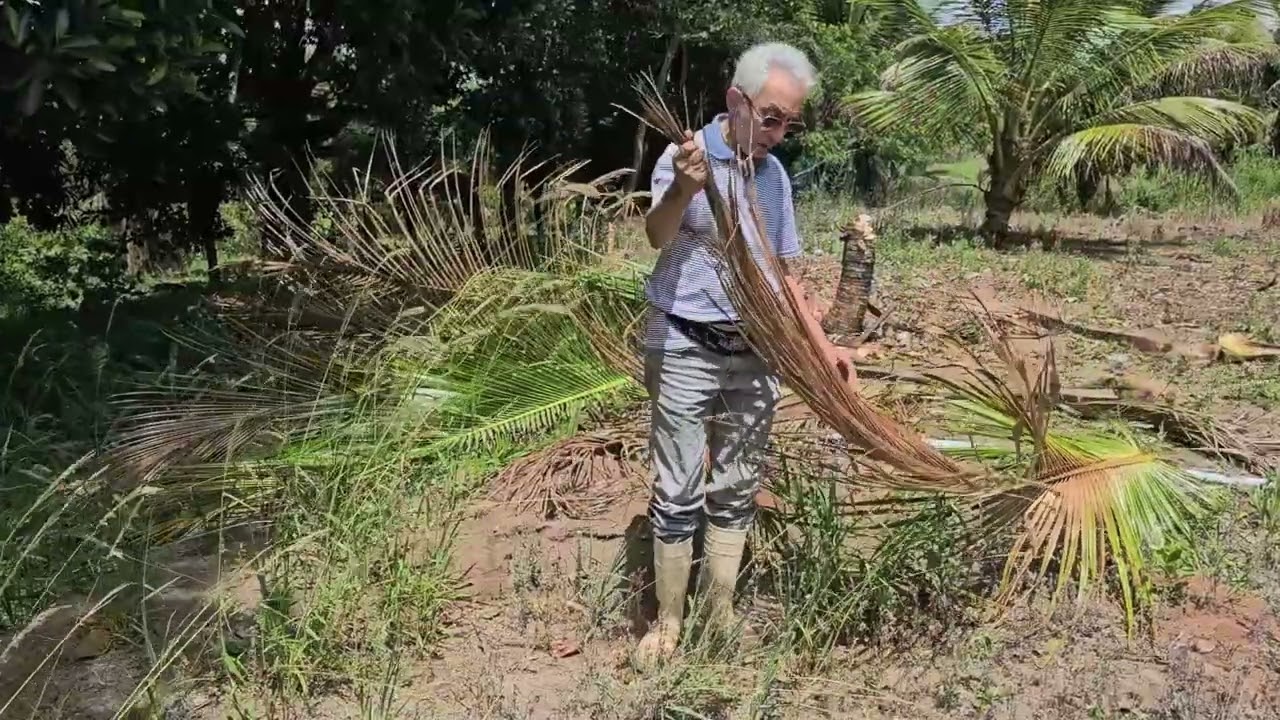 ANEL VERMELHO DO COQUEIRO.