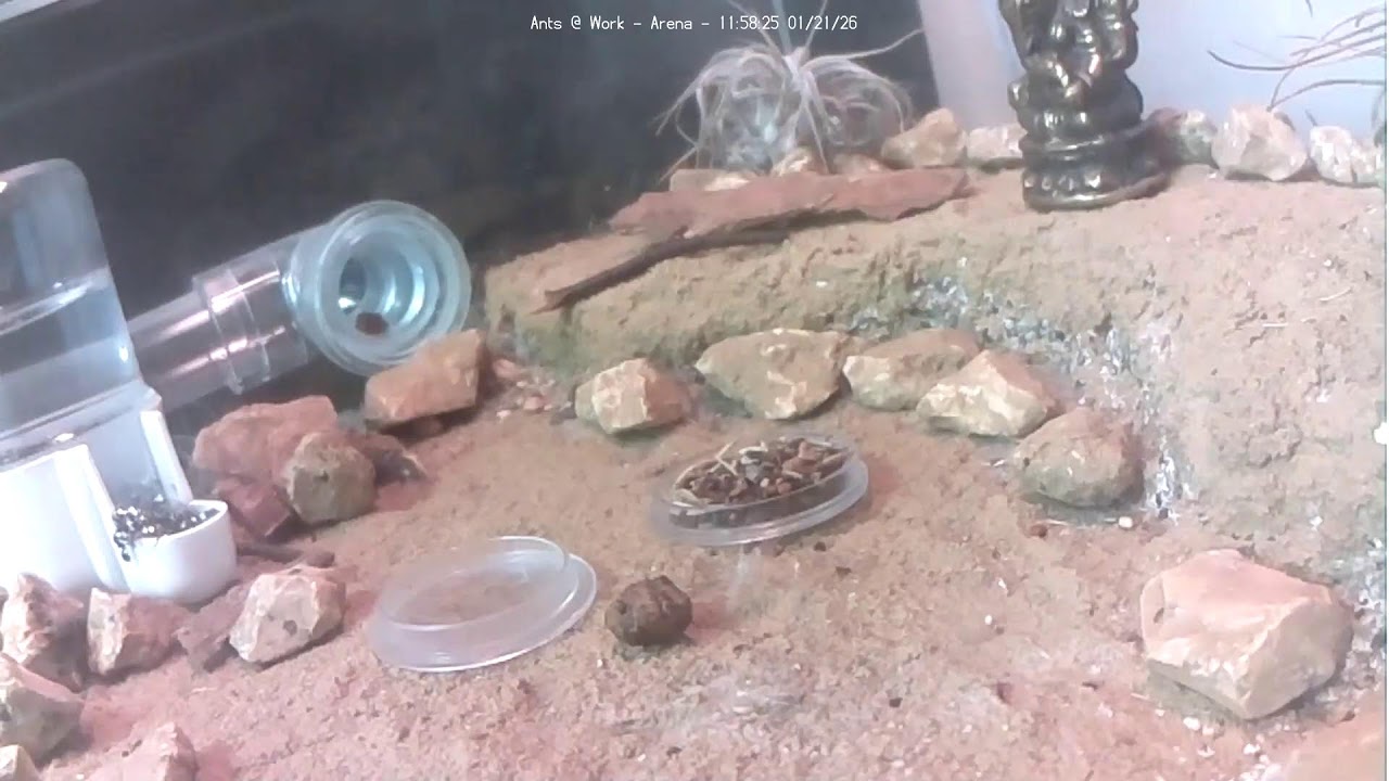 🐜 Arena, Day 1916 #1, Messor Barbarus Ant Farm Video Diary