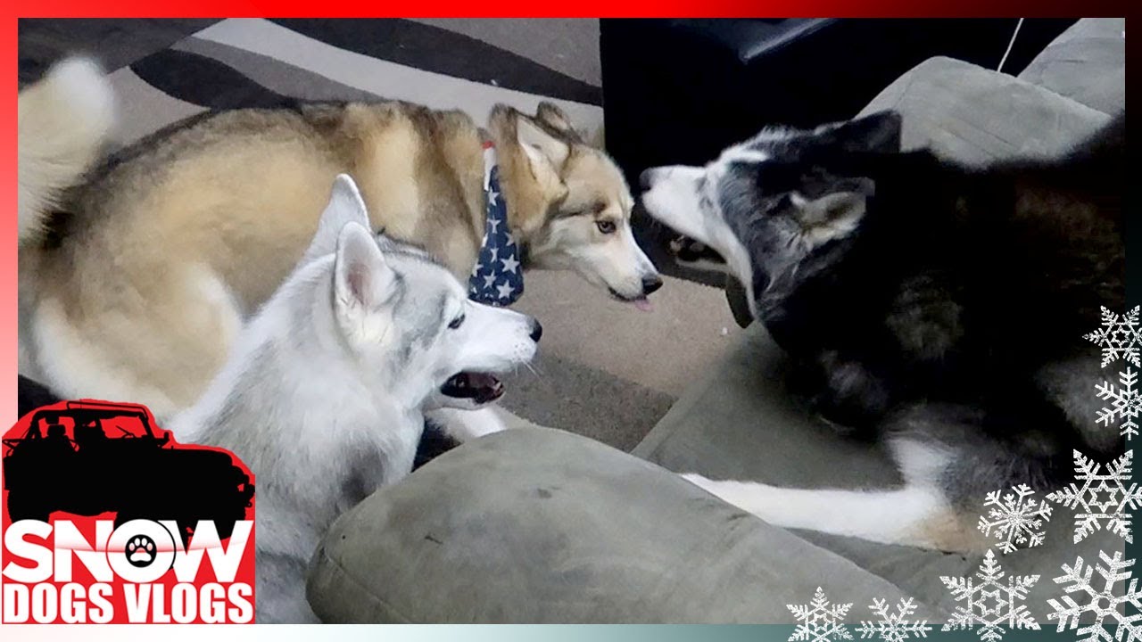 HUSKY WRANGLING 101