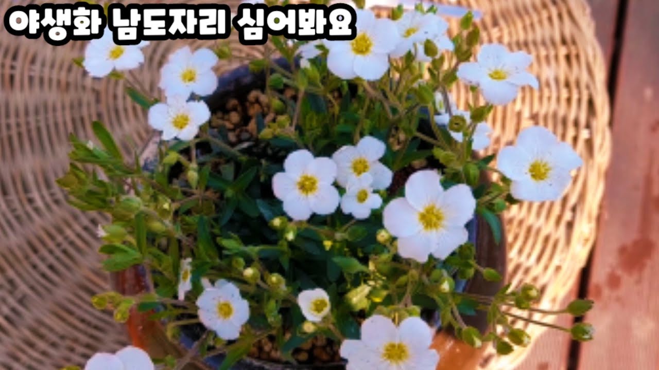 야생화 남도자리 항아리에 심어봐요(심는 팁)