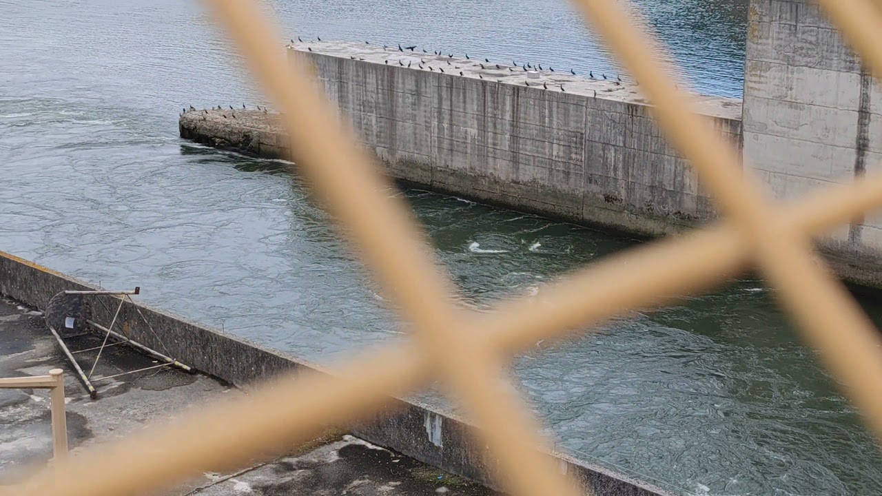 Passagem de barco Barragem de Crestuma