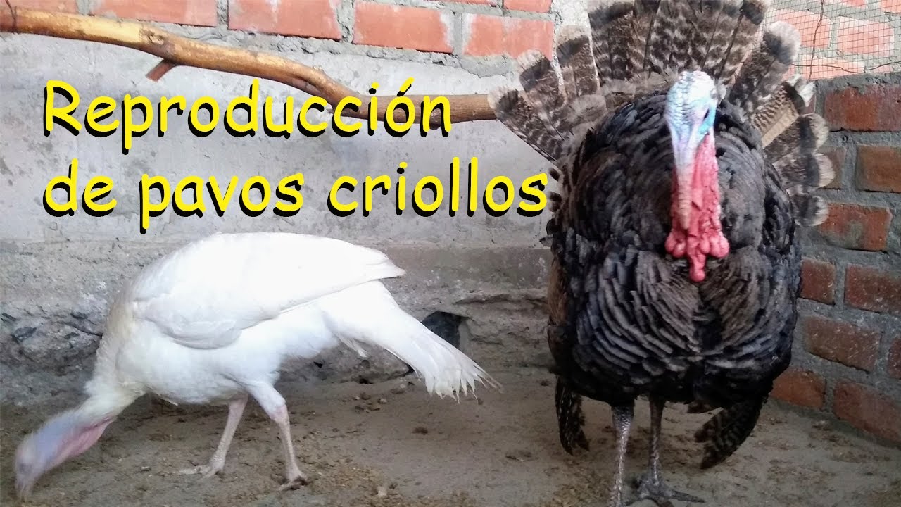 REPRODUCCION DE PAVOS CRIOLLOS 2023 *aves de corral