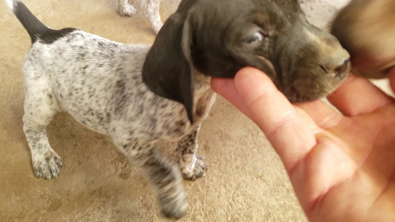 Cachorros Braco alemán (6 semanas)