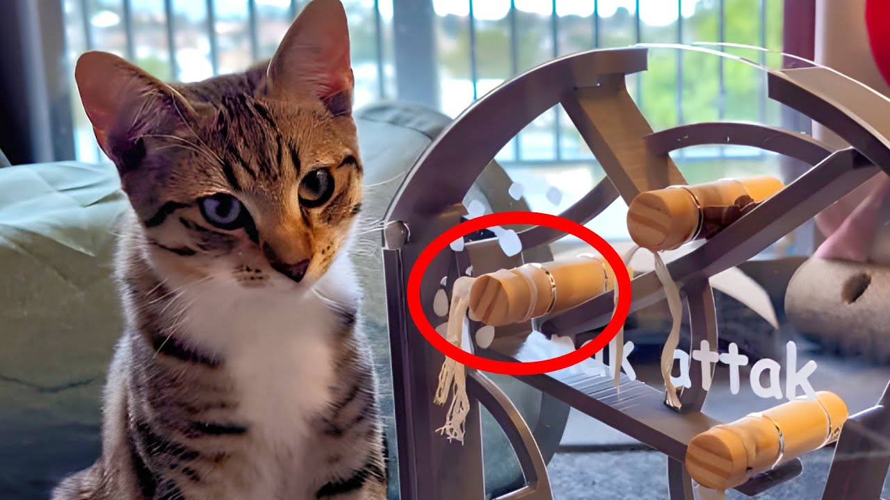 Can my cats solve the dowel puzzle?