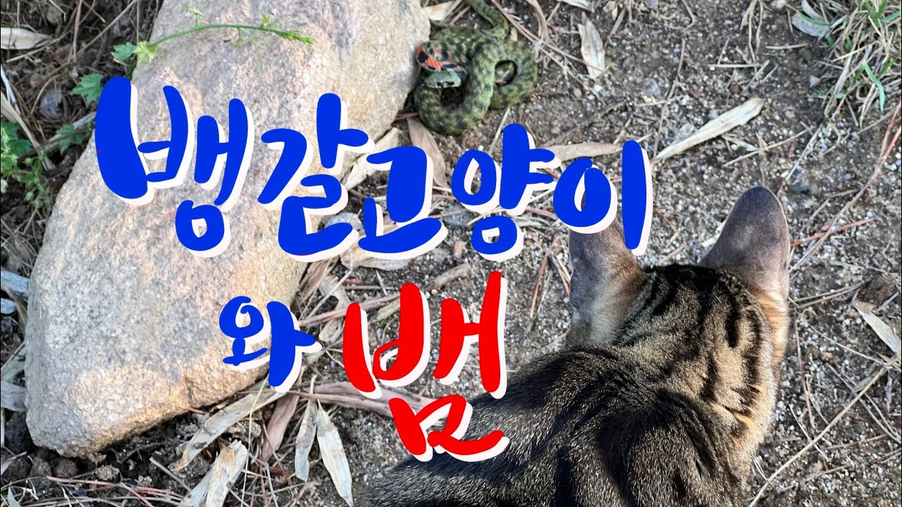 뱅갈고양이와 뱀(유혈목이)
