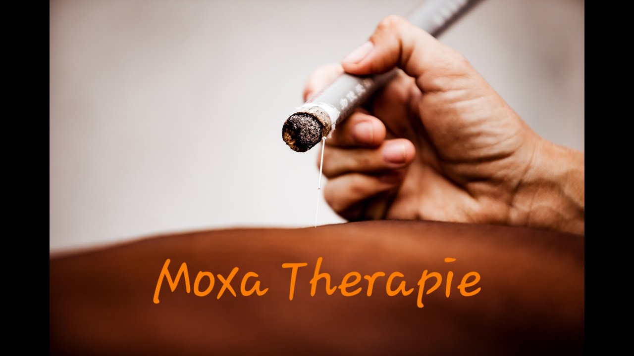 Moxa Therapie bei Tieren