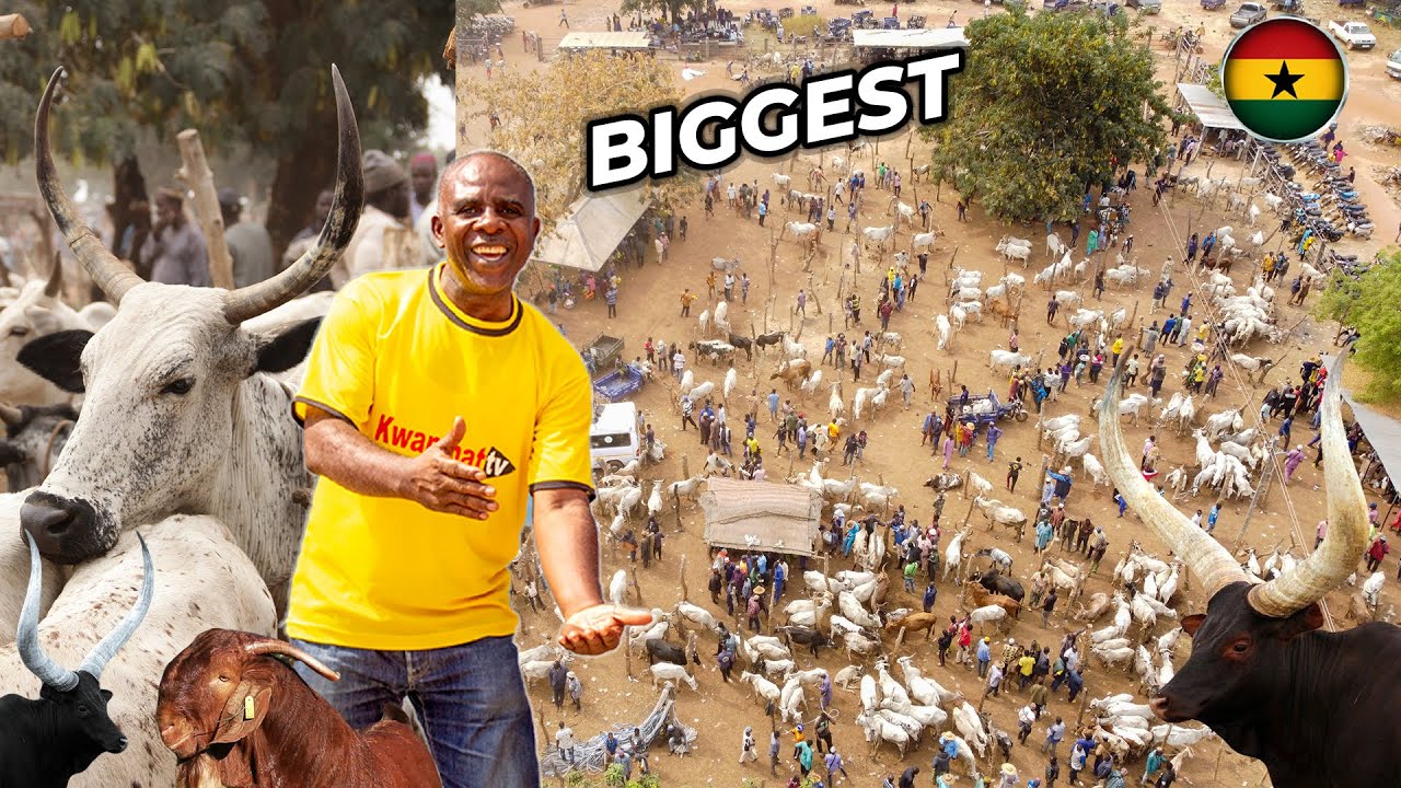 HOW I FUND THE BIGGEST LIVESTOCK MARKET IN  TAMALE -GHANA 🇬🇭