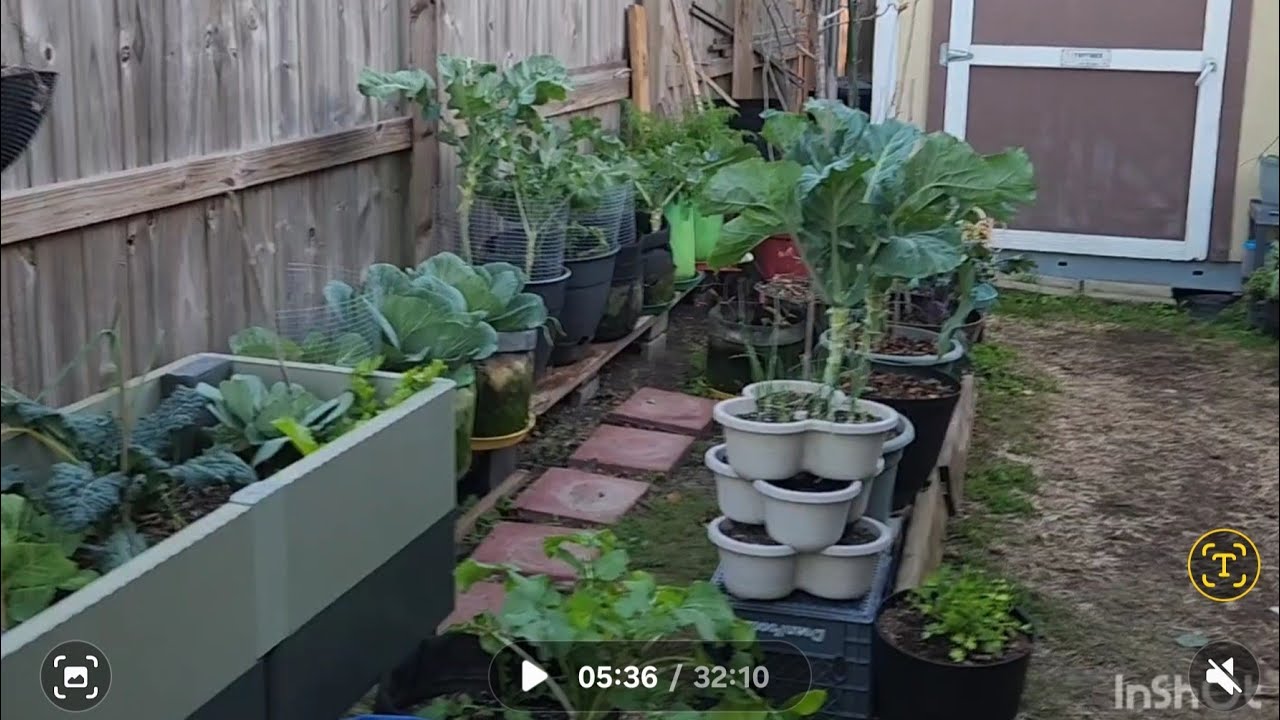 Garden tour and clean-up damaged plants.