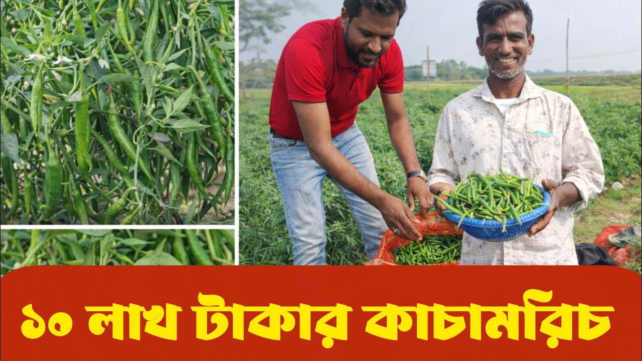 ১০ লক্ষ টাকার কাচা মরিচ বিক্রি। morich chase 1milion taka income Bangladesh 