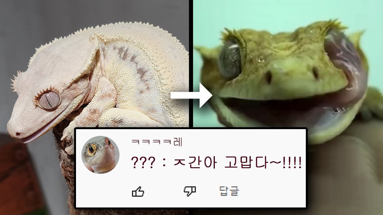 크레스티드게코, 당신이 몰랐던 14가지 사실