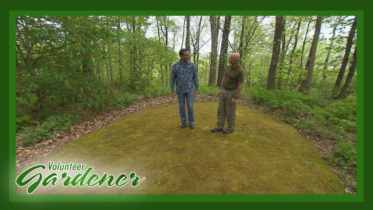 Establishing a Moss Lawn | Volunteer Gardener