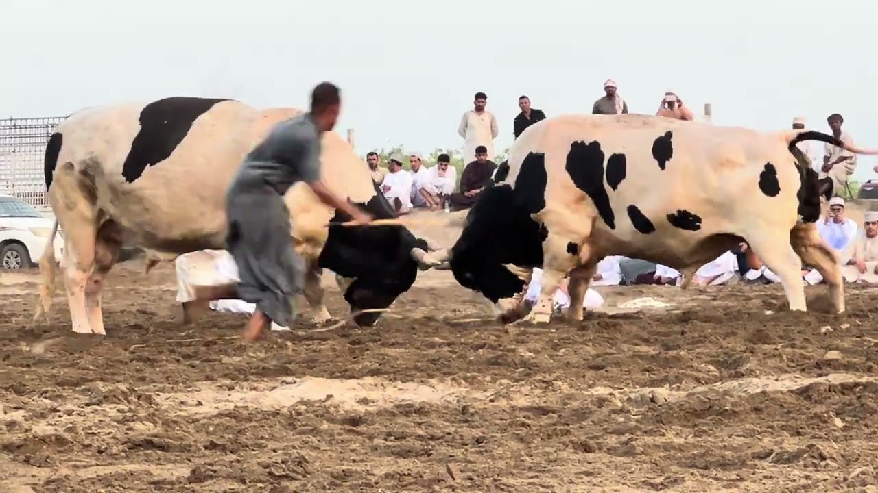 مناوب و دودوه