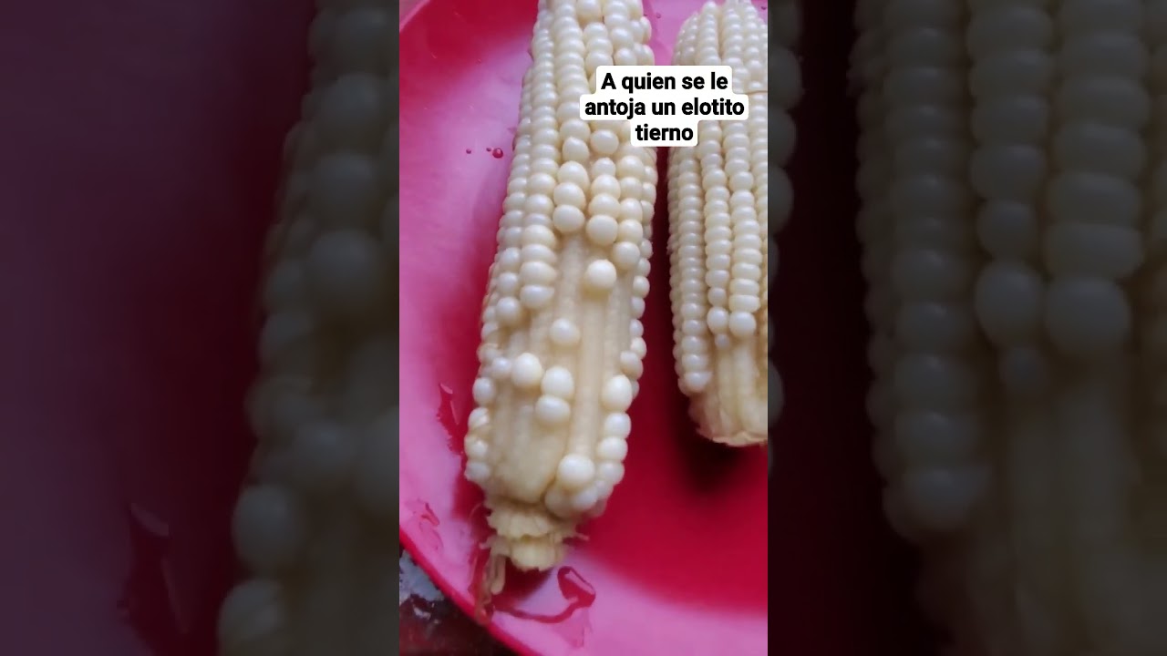 Elotitos tiernos para degustar con este fr&iacute;o