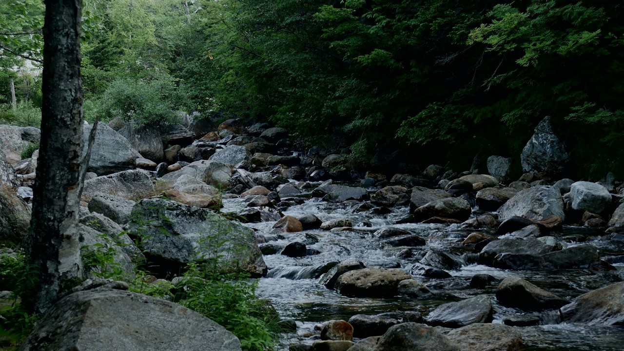 Gentle Rain & Creek Ambience – Relaxing Nature Sounds for Sleep, Study & Meditation