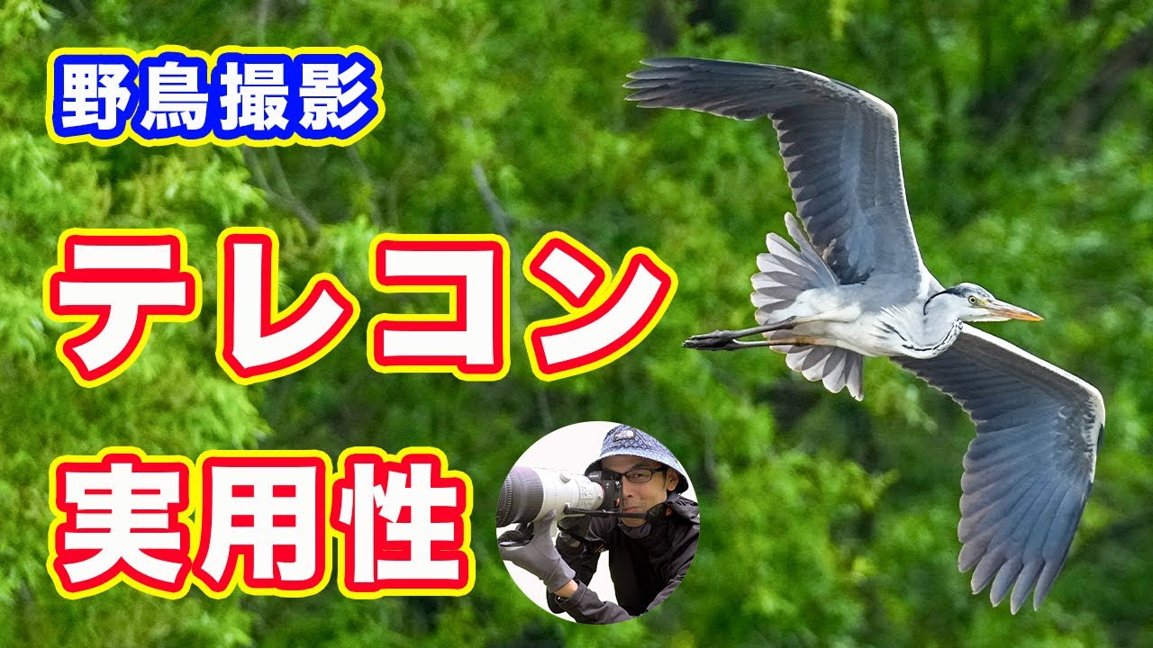 【野鳥撮影】テレコンの画質劣化とAFスピードの低下は許容範囲内か？【実用性チェック】#α1 #600mmF4
