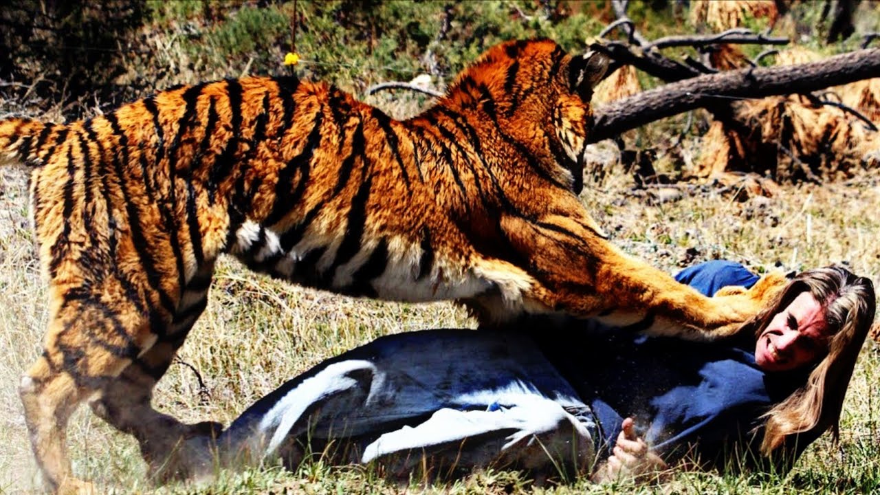 True Story Of A Man-Eating Tiger's Revenge, A Hunters Fatal Mistake