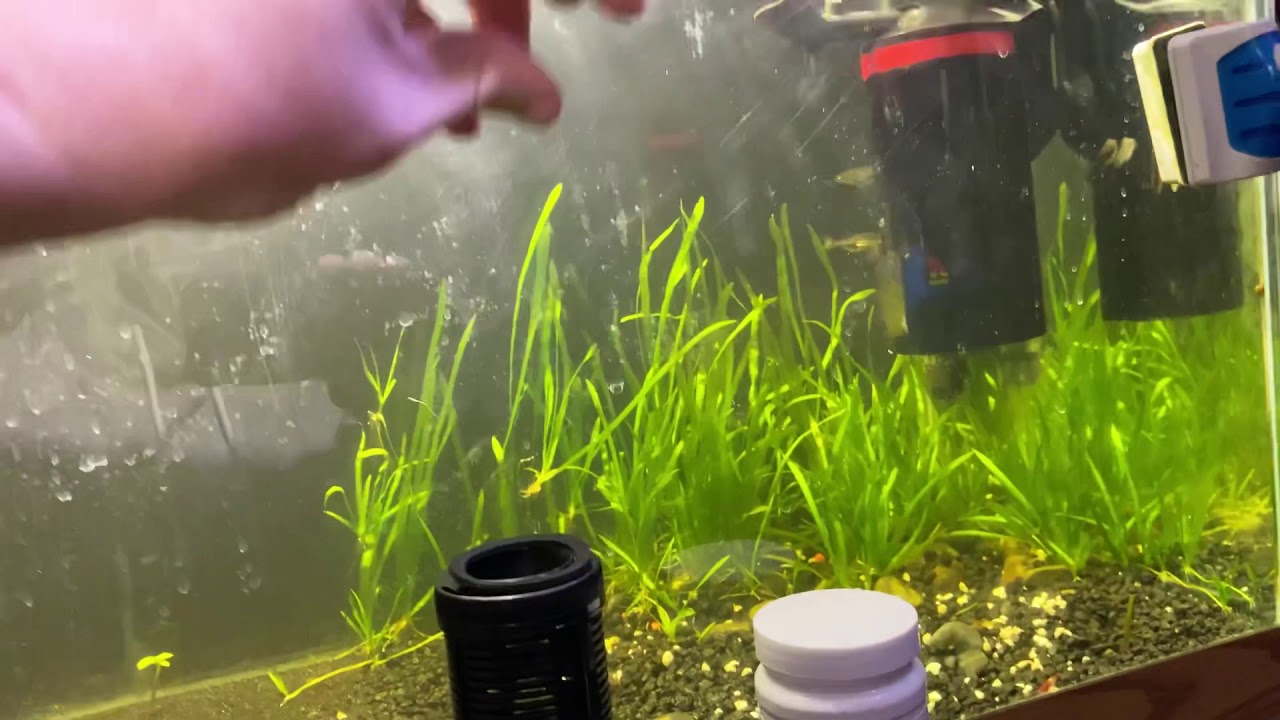 Marineland Magnum internal polishing filter review and why I love it!