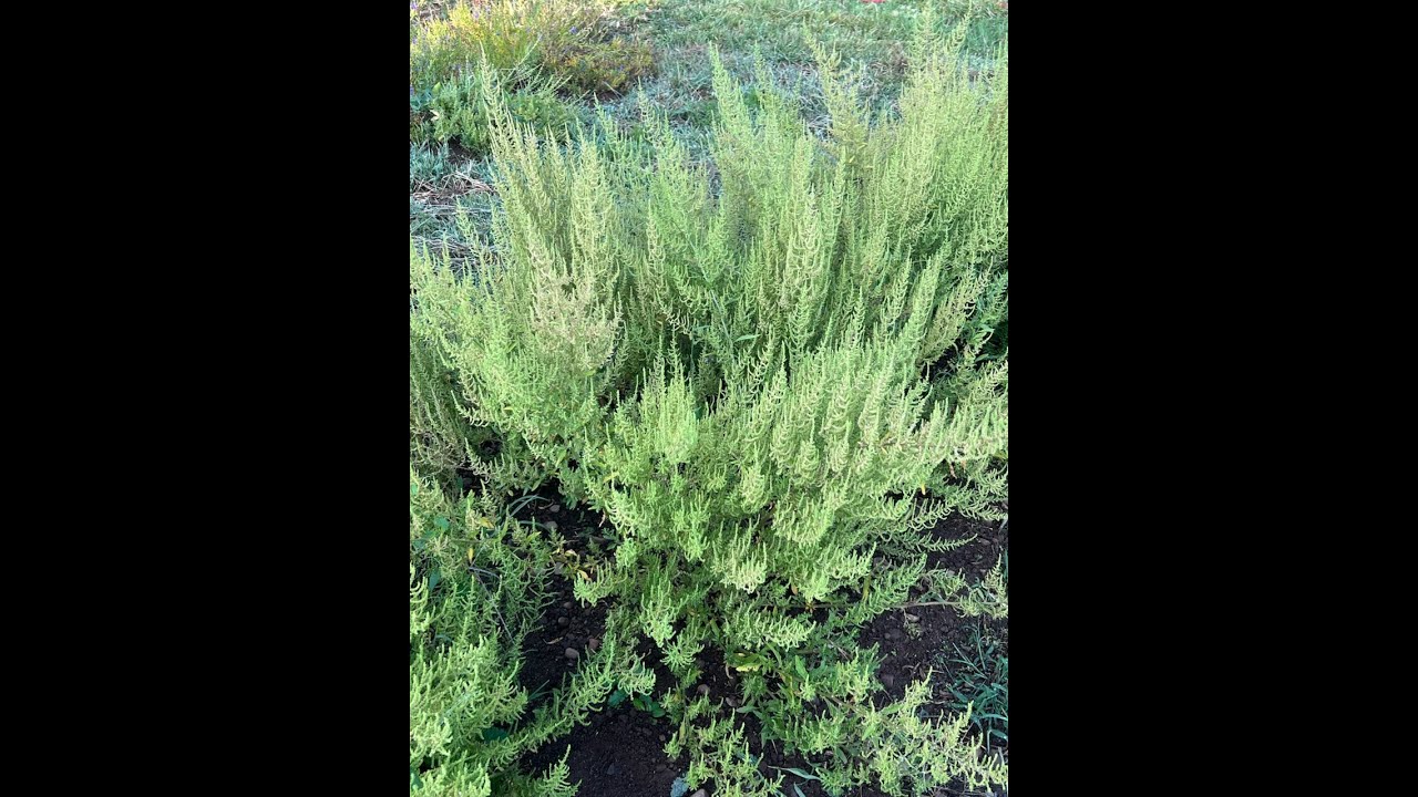 Epazote &bdquo;robak&rdquo; (Chenopodium ambrosioides) w żywności i medycynie