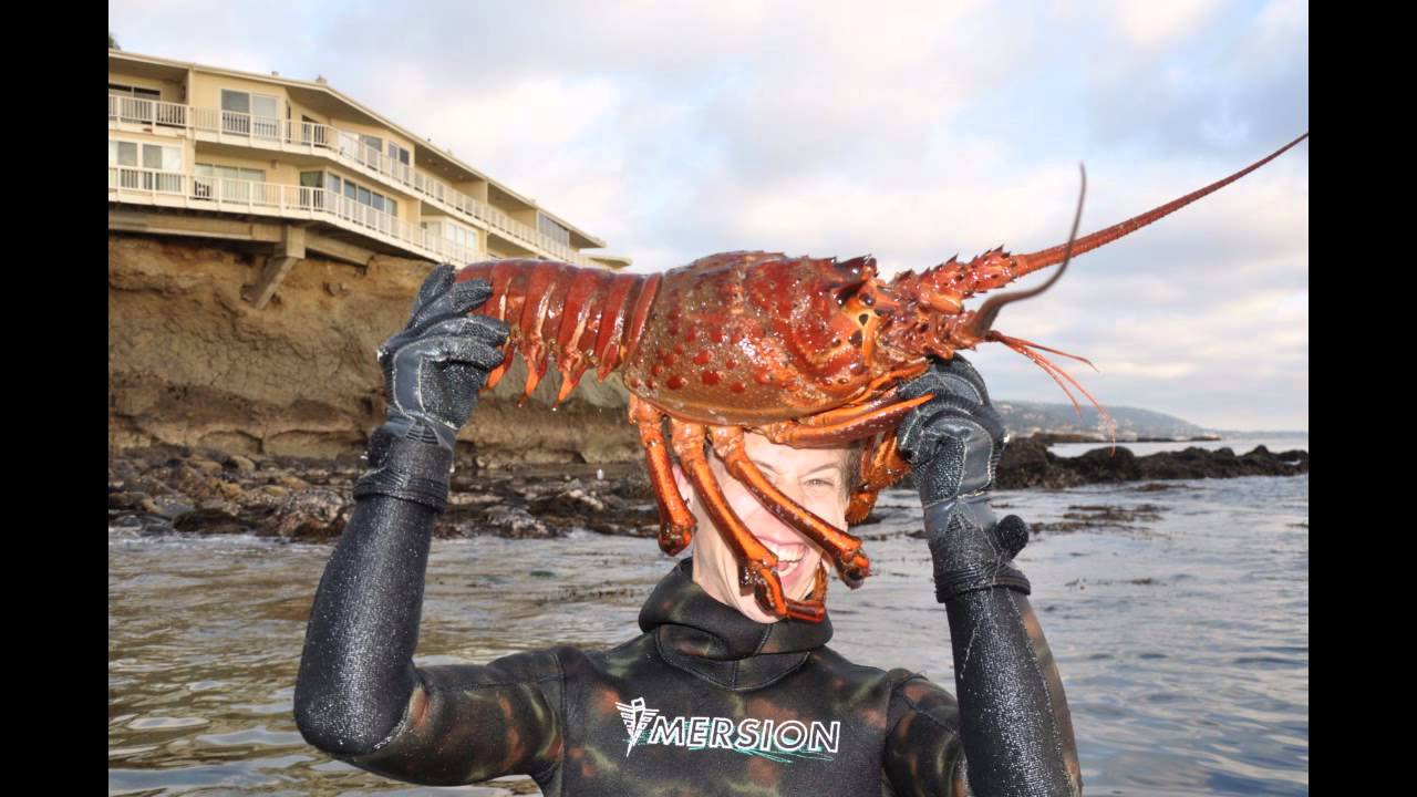 My Giant 12lbs Lobster