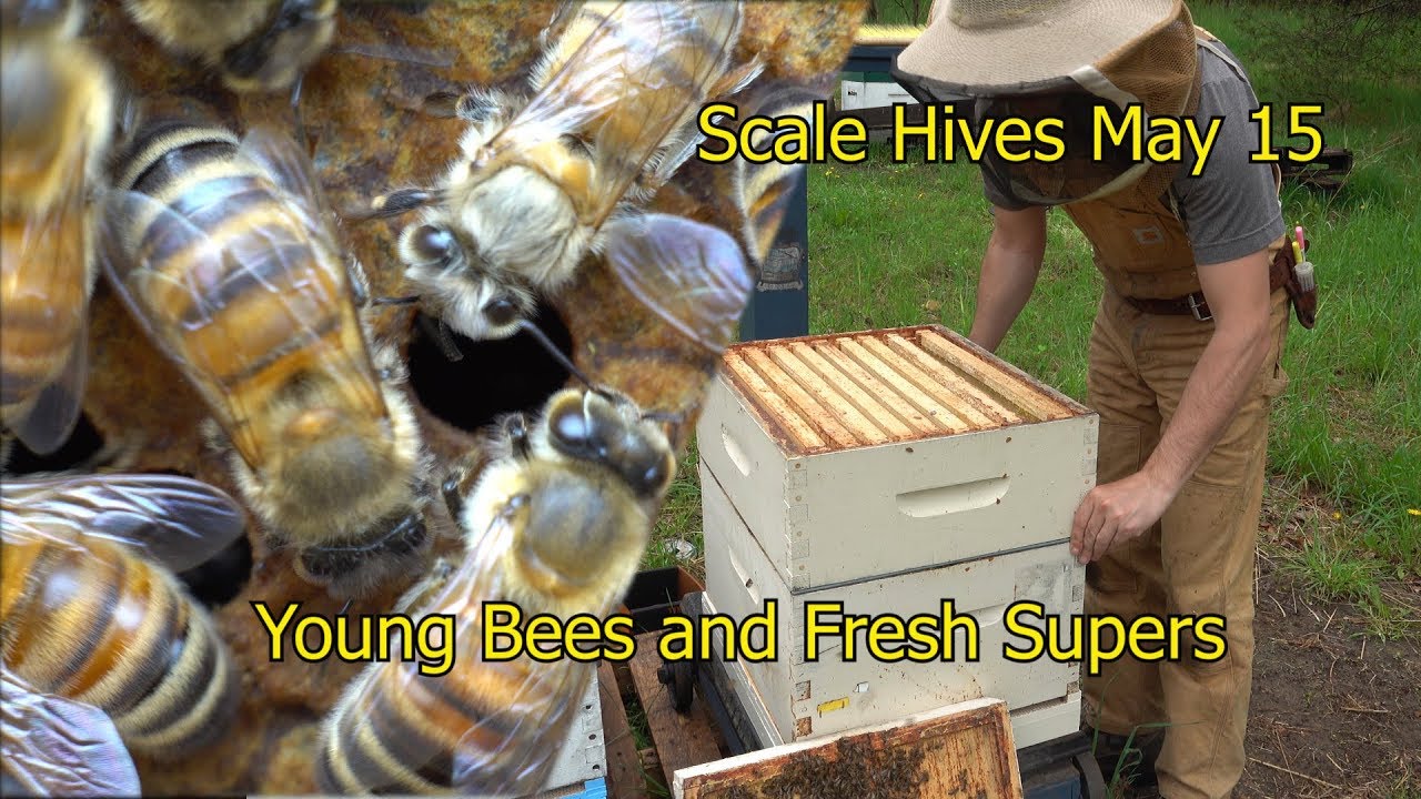 Emerging Bees and Adding First Supers - Scale Hives May 15