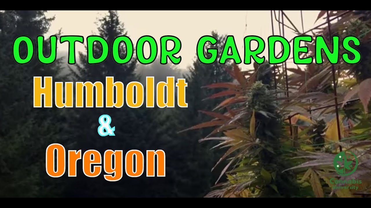Outdoor Marijuana Gardens in Humboldt and Oregon