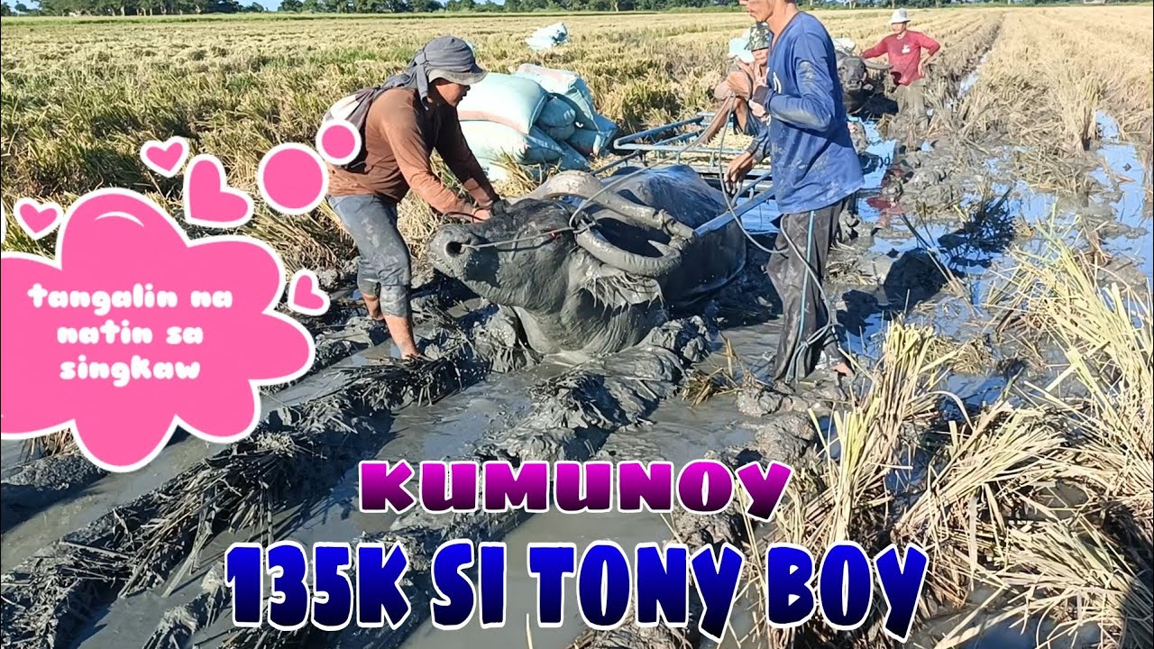 EP,284. BUHAY BUKID tony boy 135k sa kumunoy.
