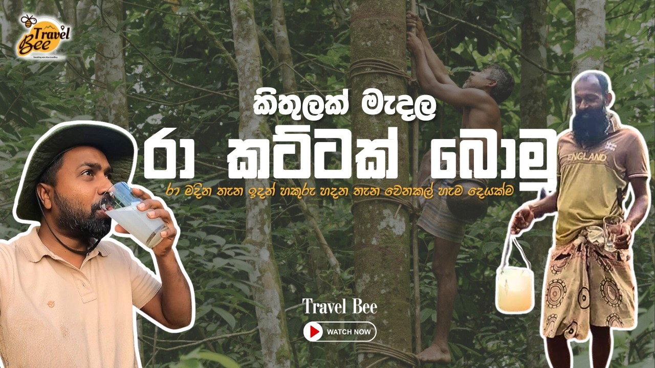 වස විස නැති ශක්තිජනක පානය! කිතුල් රා සහ හකුරු හදන හැටි මුල සිට අගට | Kithul Sap to Jaggery