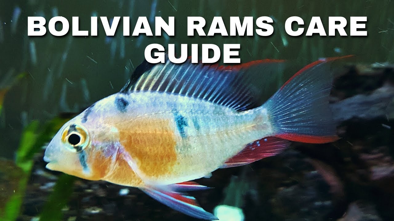 Bolivian Ram Fish Care Guide: Expert Tips for Thriving and Colorful Rams