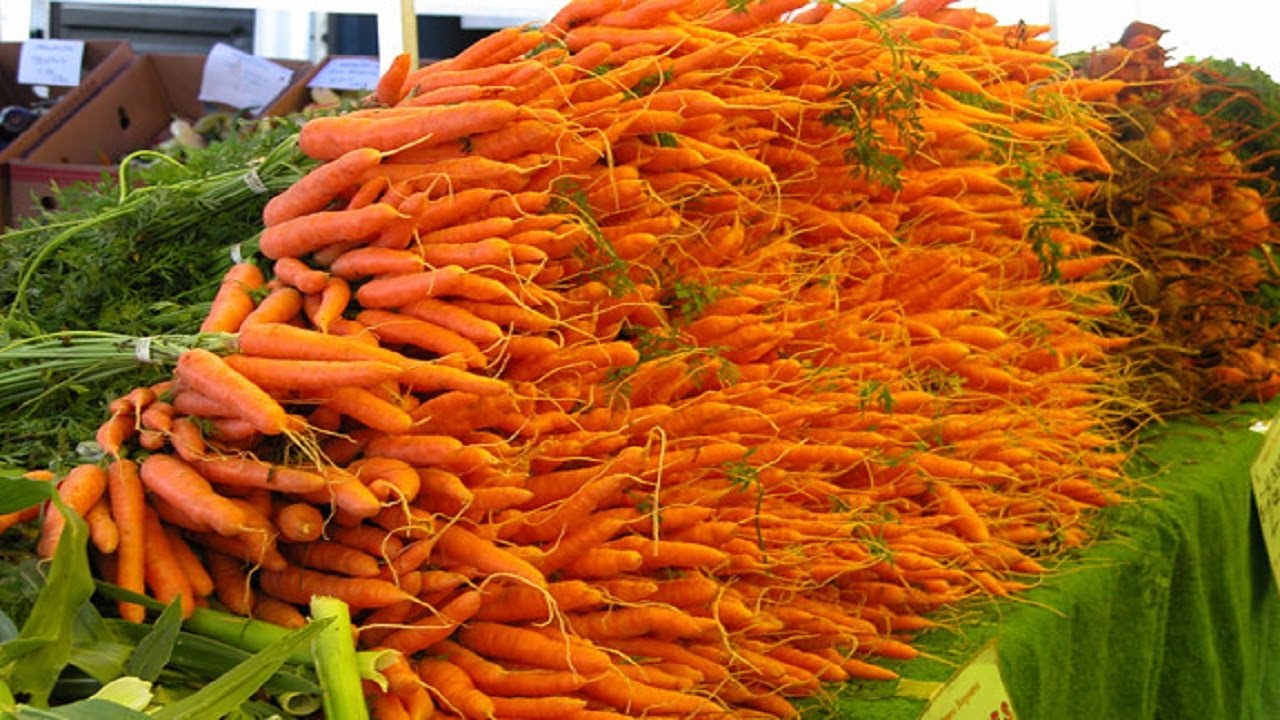 Amazing Carrot Harvesting & Carrot Processing Technology - Carrot Farming and Harvest Process