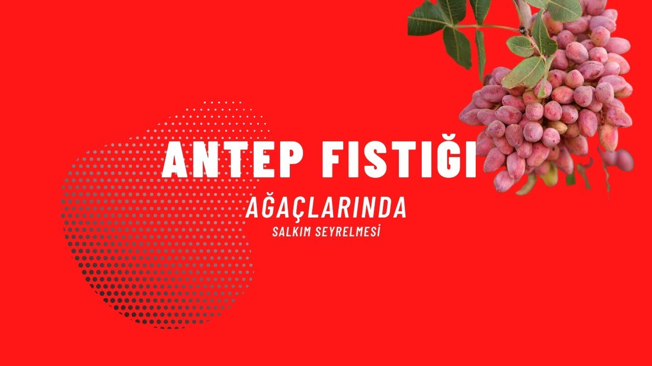 Antepfıstığı ağaçlarında çiçek dökülmesi, salkım seyrelmesi nedenlerinden biri #antepfıstığı