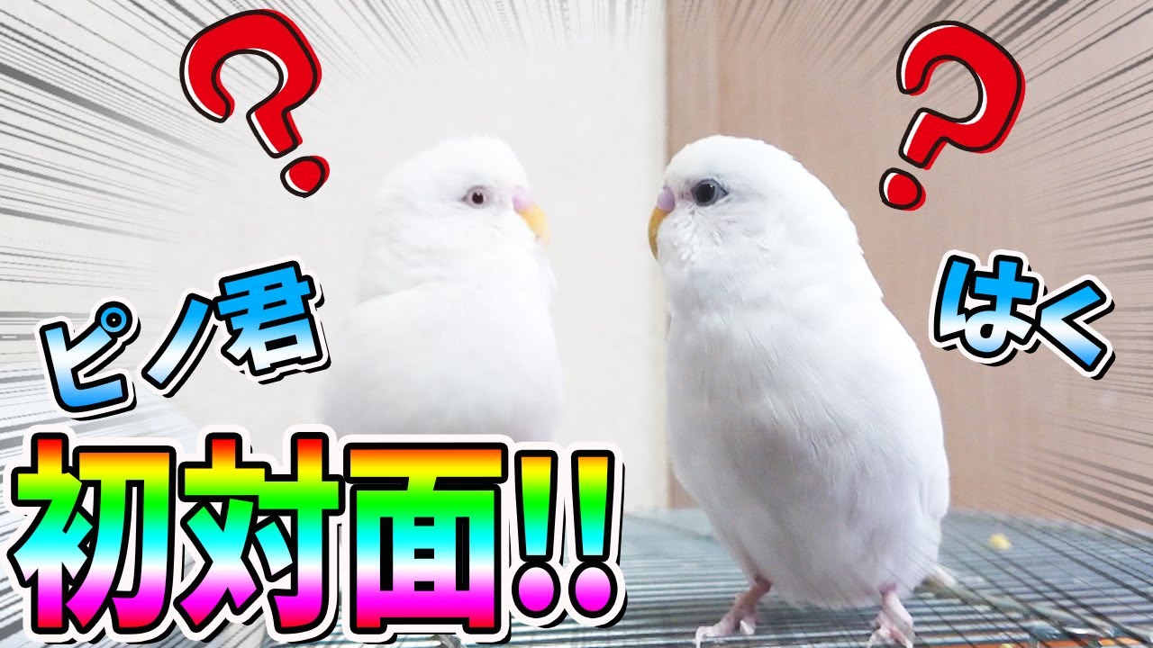 白いセキセイインコの初対面！
