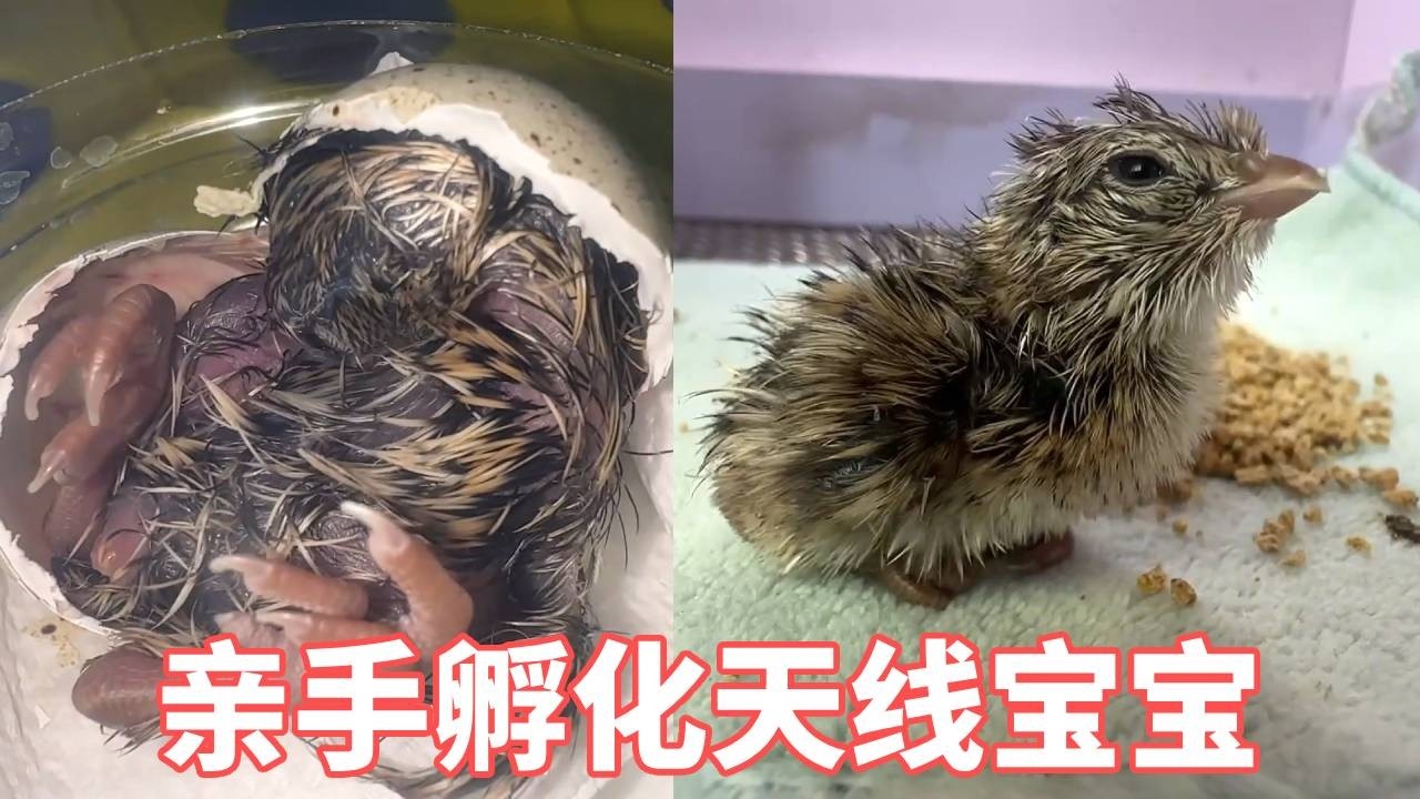 孵化出一只天线宝宝，出壳就很调皮 #抖音商城年终狂欢季 #神奇动物在抖音 #人与动物和谐共处 #万物