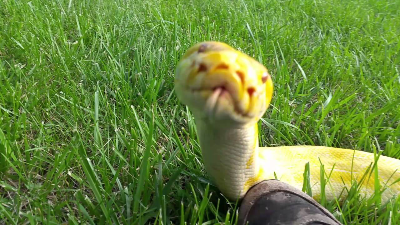 Cornflake the most adorable Burmese Python ever