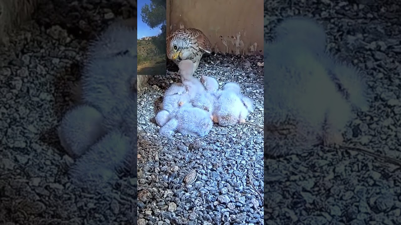 Short:lesser kestrel feeds her babies. So cute