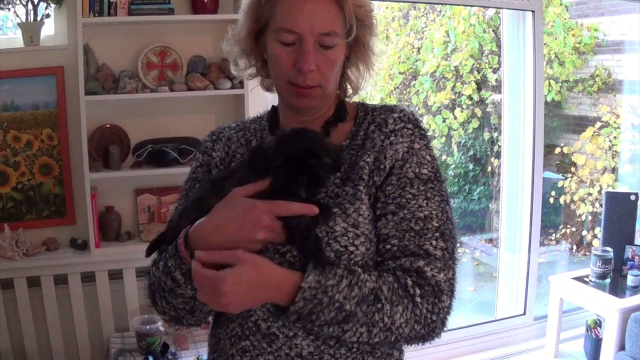 New Boomer Puppy - Welcome Buddy!