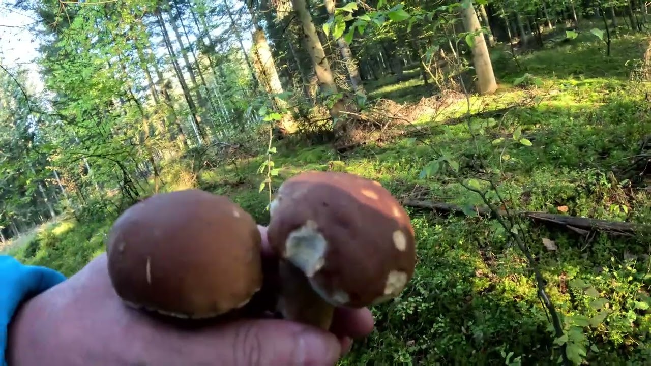 Grzyby 2025. Dzisiaj piękne grzybobranie. Zimno rano a jednak grzybów full. Zobaczcie sami...