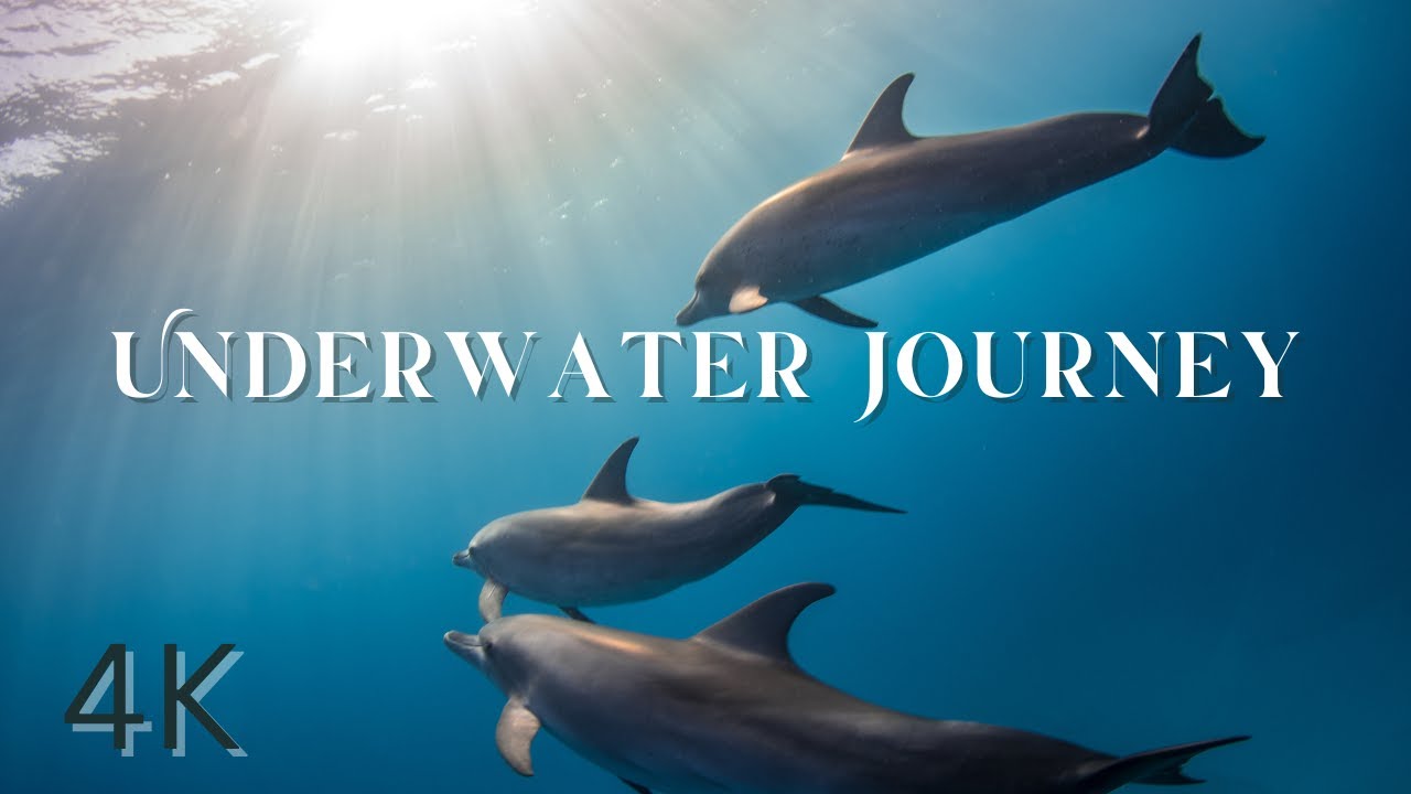 Ultimate Underwater Ambience Journey | Ocean Life, Dolphins & Relaxing Calm Music