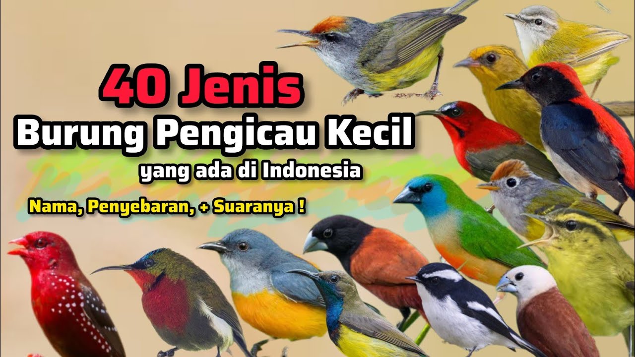 40 Jenis Burung Kecil ‼️ Nama, wilayah penyebaran, dan suara kicauannya. Jenis burung kecil