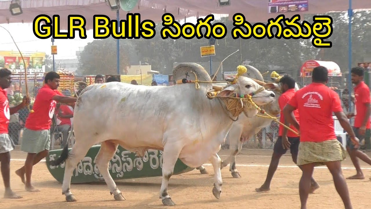Rentachintala SUB juniors.GLR Bulls.గరికపాటి లక్ష్మయ్య చౌదరి గారు పెద్దగొట్టిపాడు గ్రామం ప్రత్తిపాడు
