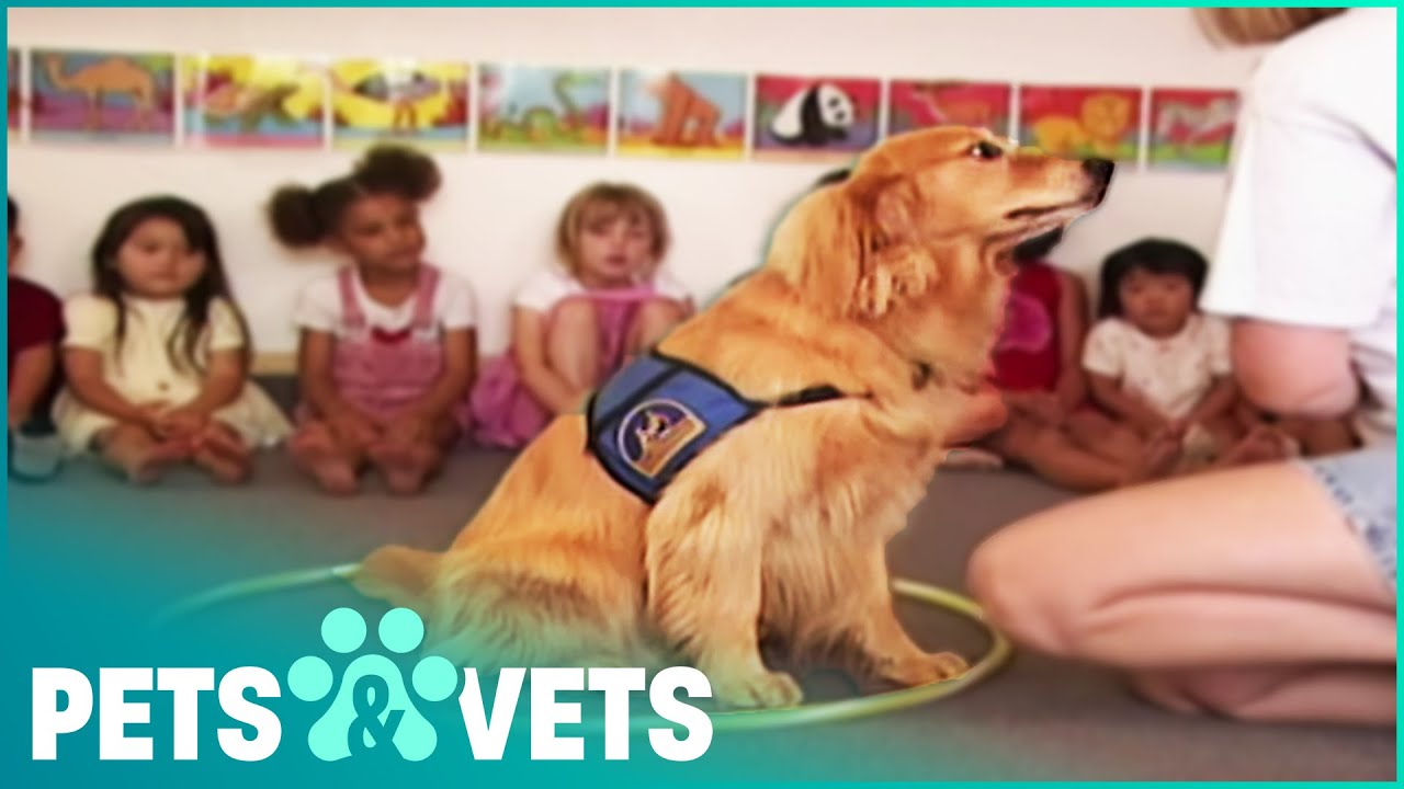 Golden Retriever Is The Bestest Teaching Assistant For Kids | Dogs with Jobs
