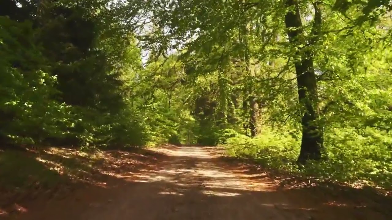 Cantece de Pasari in Padure, Sunete pentru Relaxare